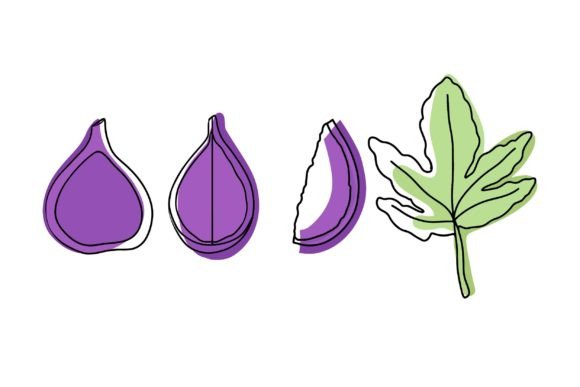 Set of Illustrations of Figs and Leave: A Designer’s Go-To Asset